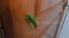 Caribbean urban wildlife: Grasshopper cleaning itself and climbing a wardrobe. French island of Martinique, Caribbean, Antilles, 20 August 2025