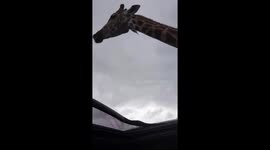 Giraffe peeks through vehicle roof and licks visitor at Safari Park in Bewdley, England