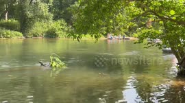 Prankster pretending to be a bush startles raft on Niangua River, Lebanon, Missouri