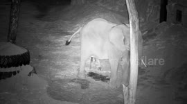 First naturally conceived elephant in two decades is born at Vienna zoo