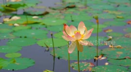China: Lotus economy flourishes in east China