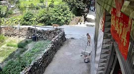 Guard dog drags 200lb concrete block to see off stray