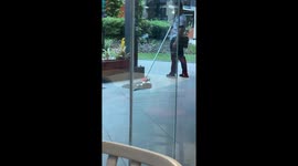 Cleaner has wholesome encounter letting stray cat ride his mop