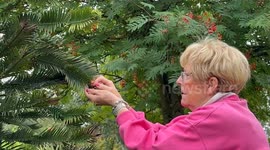 Couple's prehistoric 'money tree' produces first ever seeds worth more than £5k
