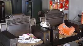 Hilarious moment sleeping cat falls between armchair gaps