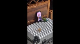 Smart pet parrot taps phone screen to send heart emojis to its fans
