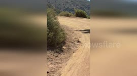 Pair of male rattlesnakes seen locked in combat to win female