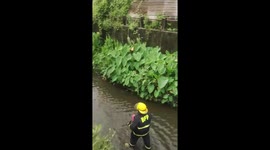 Firefighter rescues stray dog trapped in the creek
