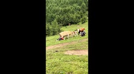 Cows attack hiker and pet dog on hillside in China