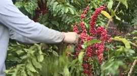 Brazil: US tariffs on Brazilian coffee to boomerang on itself: industry insiders