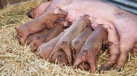 8 Piglets Feeding From A Sow At The Melplash Agricultrual Show in Dorset.