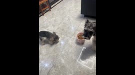 Puppy eats too fast during mealtime in Jiangsu, China
