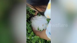 Gigantic eight pound mushroom found on side of road