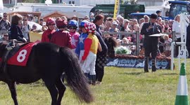 Shetland Pony Racing Grand National At Melplash Agricultrual Show Dorset UK