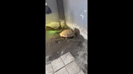 Timelapse shows exactly what a tortoise laying eggs looks like