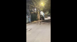 Dog dragging sibling's leash while they stroll across street