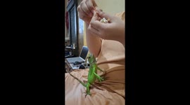 Iguana stands on two feet while being fed beansprouts