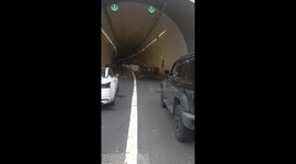 Protective horses block road to guard fallen pony in tunnel