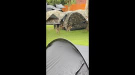 Monkeys steal food from tourist's tent in Thailand