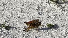 Lubber Grass Hopper Doing Some Lubbin! Florida Man Comes Across Mating Eastern Lubbers While Biking in Florida's Everglades