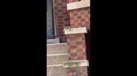 Squirrel Can't Deal With Chicago Heat