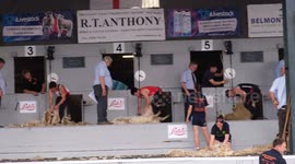Sheep shearing competitors malvern three counties show