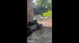 Gorilla Plays With Frog at the Zoo
