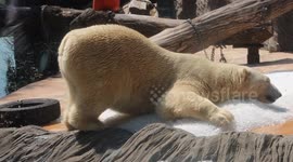 Polar bear at Prague zoo given ice cubes to help cool down on summer's day