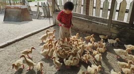 Adorable 2-Year-Old Boy Leads a Flock of Ducklings Like Their Big Brother