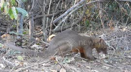 Fossa in the wild in Kirindy Reserve near Baobab, Madagascar