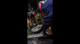 Firemen rescue kitten stranded in sewer