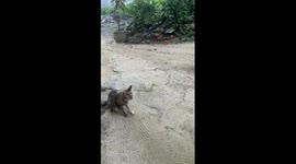 Monkey kidnaps family's kitten and refuses to release her