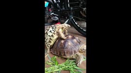 Tortoise makes hilarious Mr Burns style groans while mating