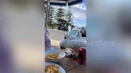 Watch the moment a flock of parrots swoops in to steal tourists' lunch
