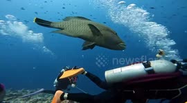 Fish takes a bite from scuba diver's rubber duck
