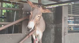 Horse Hilariously Scratches Itchy Backside on Fence