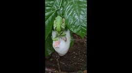 Frogs create large foam nest in bizarre mating ritual