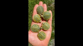 Rare paisley red-eared sliders hit 21.1K views in hand-held showcase