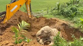 Authorities and residents team up to rescue elephant stuck in mud pit