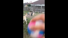 Dog lands on another during fetch game in South Texas, USA