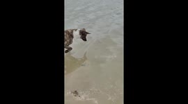 Dog catches puffer fish at Carneiros Beach in Tamandaré, Pernambuco