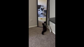 Kitten startled by own reflection in mirror in USA