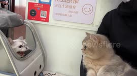 Cats exchange aggressive meows in Hebei, China