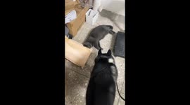 Dog barks at napping cat in boxes in Jiangxi, China