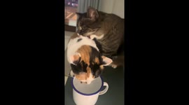 Playful biting between two cats in Heilongjiang, China