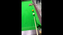 Cat master of the game at billiards table in Shandong, China