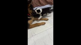Energetic puppy playfully attacks bigger dog Jiangsu, China