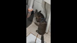 Cat bathes under sink in Hunan, China