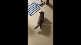 Tabby cat meows back at owner in Jiangsu, China