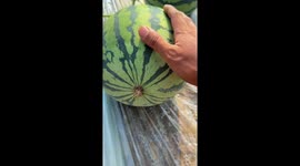 Watermelon cracks open after flick in Shanxi, China